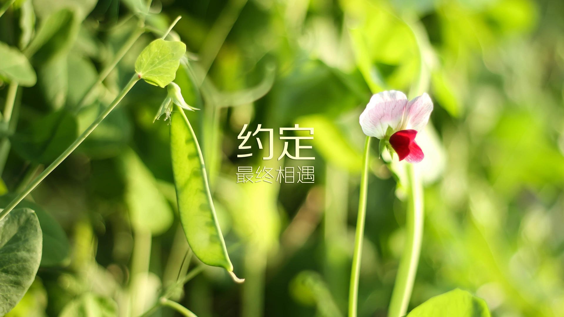 开云娱乐官网-英超球队利用大数据优化快速反击战术的应用，英超打防反的球队