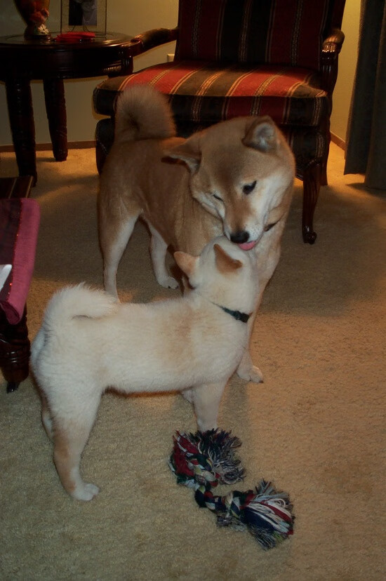 开云kaiyun-中国三人篮球女队打造全能型轮换阵容，三人篮球 中国女篮