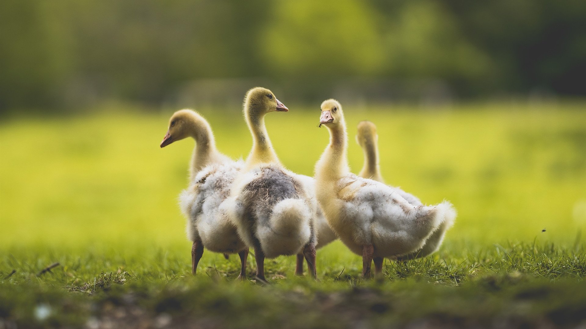 开云体育开云-亚洲杯中国足球战平 球迷鼓励继续前行，亚洲杯足球中国队赛程表