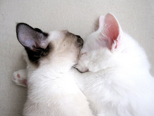 开yun体育-体育新闻中心发布体育主题融媒体叙事方式研究报告，全体育媒体