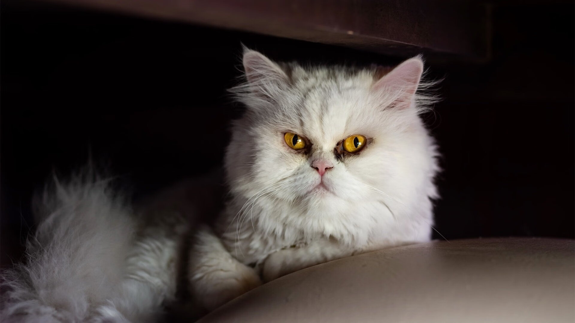 开云综合服务-划频节奏控制精准，比赛稳定性高，划幅和划频