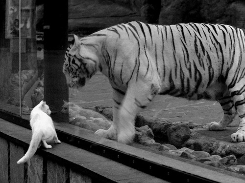 开云体育全站-掩护战术节奏是否能拉动整体防线位移，掩护配合战术的方法和运用  第3张