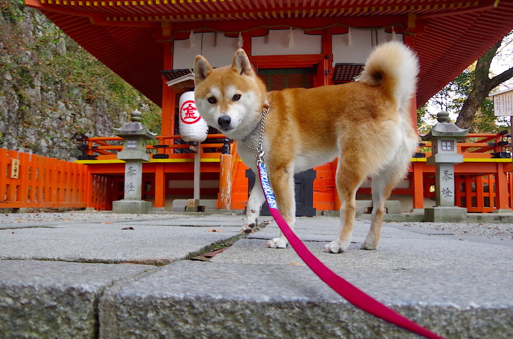 开云首页登录-波兰队赛制解析:如何在混合团体赛制中实现优势最大化,波兰球队如何 第3张 开云首页登录-波兰队赛制解析:如何在混合团体赛制中实现优势最大化,波兰球队如何 第3张
