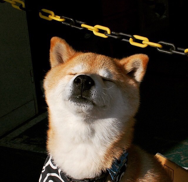 开云kaiyun-美澳蝶泳节奏图谱对比分析，美国蝶泳