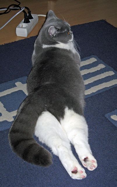 KAIYUN 中国大陆-配速调整灵活，冲刺有余力，配速提升过程